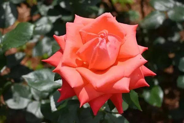 「＜事前案内＞旧古河庭園「2026春のバラフェスティバル」開催」の画像