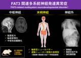 「FAT3遺伝子の変異による新たな神経疾患を発見　― 進行性の末梢神経障害と全身症状を伴う「FAT3関連多系統神経発達異常症」を提唱 ―」の画像1