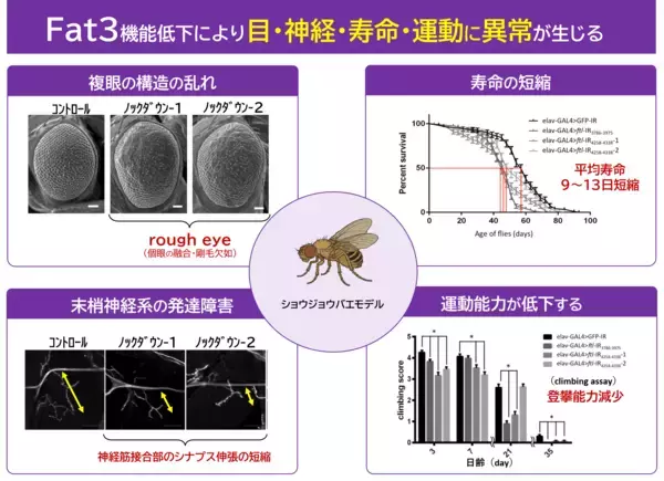 「FAT3遺伝子の変異による新たな神経疾患を発見　― 進行性の末梢神経障害と全身症状を伴う「FAT3関連多系統神経発達異常症」を提唱 ―」の画像