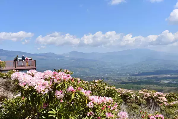 標高1,500ｍ「天空の花畑」で、(一社)嬬恋村観光協会が『第23回浅間高原シャクナゲ園まつり』を開催（5月8日～）