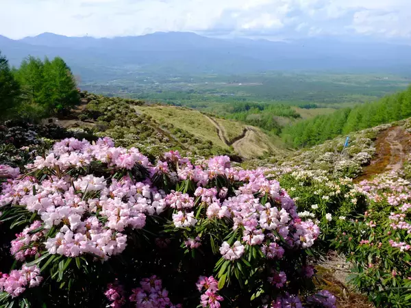 「標高1,500ｍ「天空の花畑」で、(一社)嬬恋村観光協会が『第23回浅間高原シャクナゲ園まつり』を開催（5月8日～）」の画像