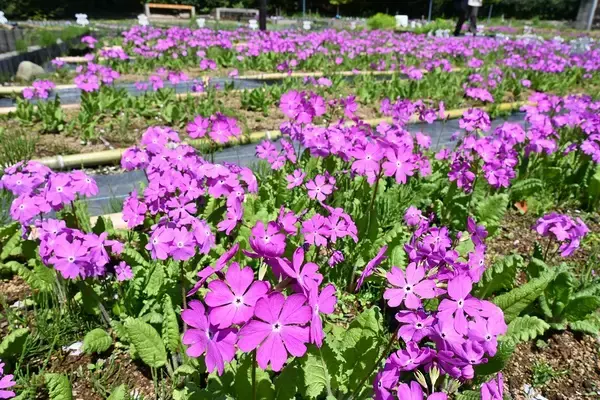 「＜事前案内＞「浮間さくら草祭り」開催」の画像