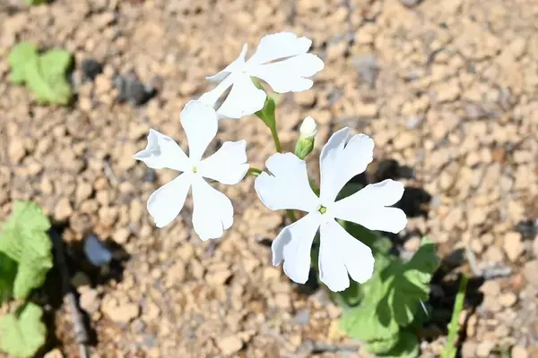 「＜事前案内＞「浮間さくら草祭り」開催」の画像