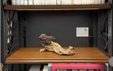 「書棚のテーマと配架図書から着想を得て立体アート作品を制作　造形芸術を学ぶ近大文芸学部生が「図書とアート展」を開催」の画像1