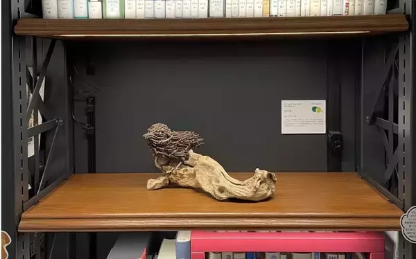 書棚のテーマと配架図書から着想を得て立体アート作品を制作　造形芸術を学ぶ近大文芸学部生が「図書とアート展」を開催