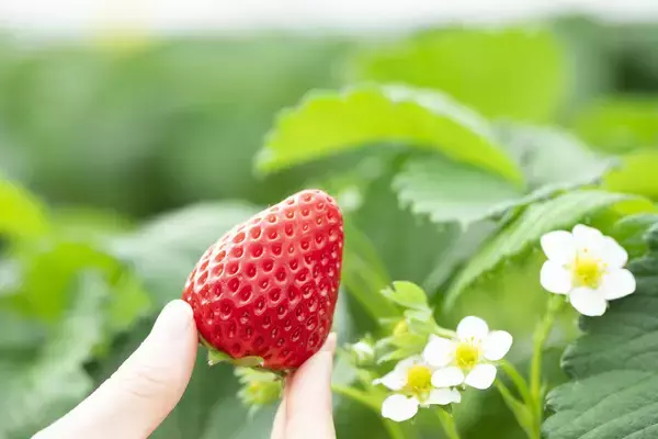 ＜いちご専門店の道の駅 いちごBonBonBERRY＞いちご狩り気分で気軽にお席で楽しめる！「静岡いちごの食べ放題」を3月1日(日)から1か月開催！