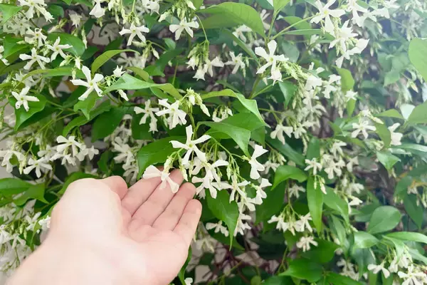 「【志摩スペイン村】スタージャスミンが満開を迎えました！」の画像