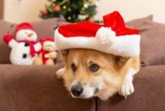 クリスマスは愛犬と一緒にほっこり旅！長野・蓼科の愛犬宿にて3大特典付クリスマスプラン販売｜～2025年12月25日