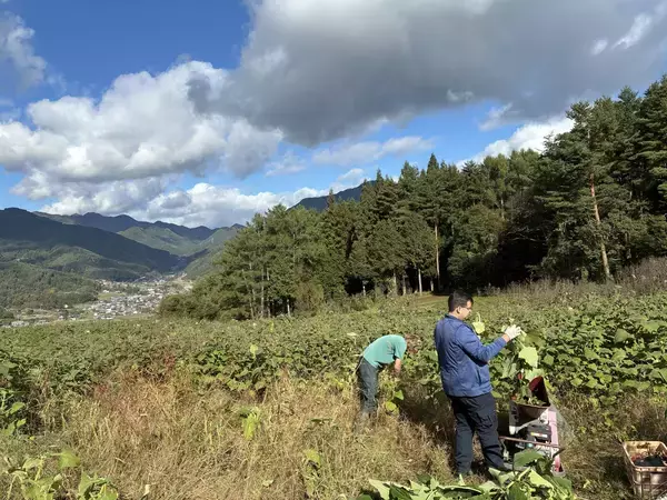 豊作がピンチに。長野県青木村の5トンのヤーコンをクラフトコーラで未来へ