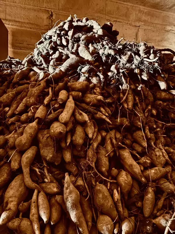 「豊作がピンチに。長野県青木村の5トンのヤーコンをクラフトコーラで未来へ」の画像