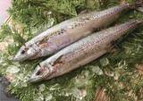 「「毎日の海が決める」朝に獲れた旬の地魚を届ける「回転寿司 力丸」からいまの時期にしか味わえない播磨の旬魚を紹介　最高級ブランド魚「華姫さわら」も土日・数量限定販売」の画像1