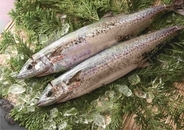 「毎日の海が決める」朝に獲れた旬の地魚を届ける「回転寿司 力丸」からいまの時期にしか味わえない播磨の旬魚を紹介　最高級ブランド魚「華姫さわら」も土日・数量限定販売