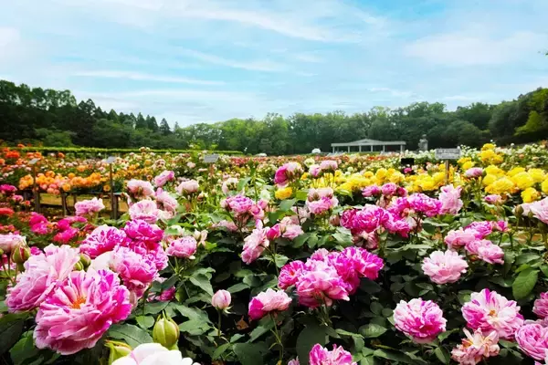 「神代植物公園「春のバラフェスタ」５月２日(土）～５月31日(日）開催!」の画像