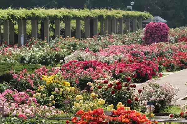 「神代植物公園「春のバラフェスタ」５月２日(土）～５月31日(日）開催!」の画像