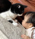 「2月22日は「猫の日」。「猫ひっかき病」をご存じですか？安心して猫と暮らすため「迅速検査キット」開発に山口大学が挑戦」の画像1