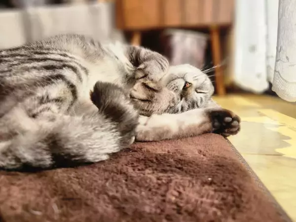 「2月22日は「猫の日」。「猫ひっかき病」をご存じですか？安心して猫と暮らすため「迅速検査キット」開発に山口大学が挑戦」の画像