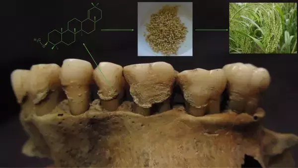 中世ウクライナ人によるキビ摂取の証拠を新しい分析法により解明