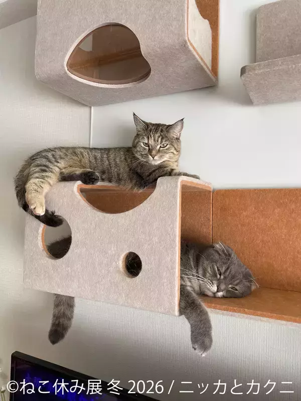 「“猫の日”限定企画も実施♪累計200万人動員の人気イベント『ねこ休み展』1/23～開催　初公開の新作や限定グッズが満載」の画像