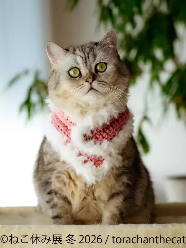 「“猫の日”限定企画も実施♪累計200万人動員の人気イベント『ねこ休み展』1/23～開催　初公開の新作や限定グッズが満載」の画像