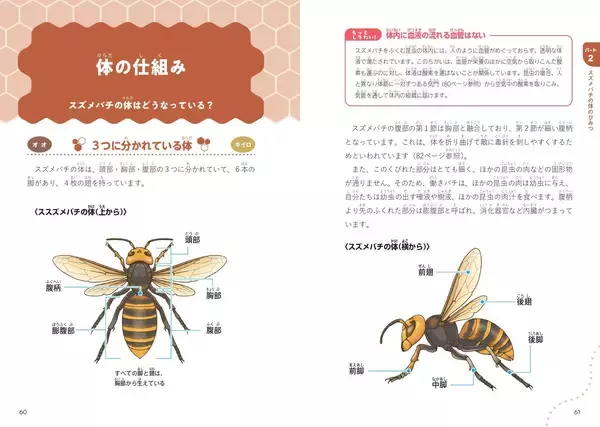 「スズメバチのすべてが分かる『にっぽんのスズメバチ』9月2日発売」の画像