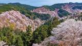 「【1日限定】世界遺産・吉野山の桜を空から一望ヘリコプター遊覧付き日帰りバスツアー」の画像1