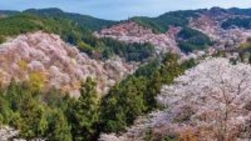 【1日限定】世界遺産・吉野山の桜を空から一望ヘリコプター遊覧付き日帰りバスツアー