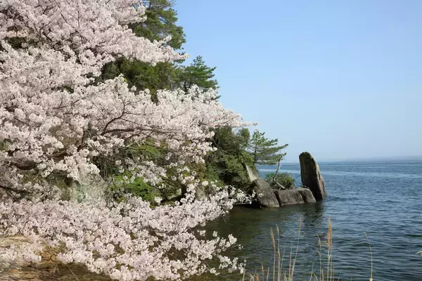 「日本のさくら名所100選の「海津大崎」へのお花見クルーズを3月28日(土)から4月15日(水)の期間限定で運航開始！」の画像