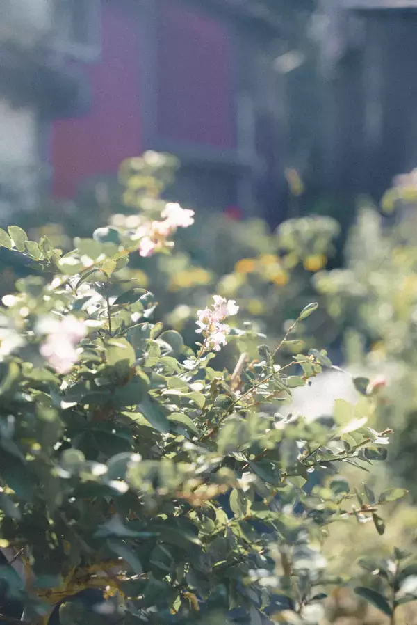 耕作放棄地を観光資源に変える、地方発の新ビジネスモデル「出雲ハーブ苑 神々の庭」2026年4月12日(日)グランドオープン