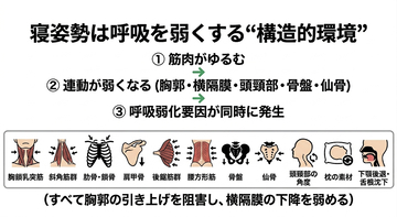 眠りづらさの正体──世界で初めて、寝姿勢が呼吸を弱くする"構造的理由"を体系的に解析した研究　シリーズ第14回（呼吸構造の圧迫と呼吸弱化の因果線）