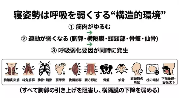 眠りづらさの正体──世界で初めて、寝姿勢が呼吸を弱くする"構造的理由"を体系的に解析した研究　シリーズ第14回（呼吸構造の圧迫と呼吸弱化の因果線）