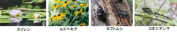 「ROKKO森の音ミュージアム 山の日・お盆期間限定＜山の日・お盆＞朝得キャンペーン12時までの来場でお得」の画像