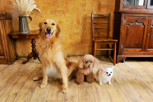 「新築価格上昇により中古住宅・リノベ市場が拡大　張り替えよりコストを抑えられる　“削って再生する床リフォーム”への問い合わせ件数が前年比約130％に増加」の画像