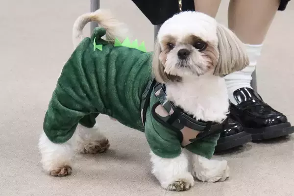 「【岡山理大専門学校】実習犬たちの「卒業式」７年ぶりに復活 ――思い出かみしめ送り出す」の画像