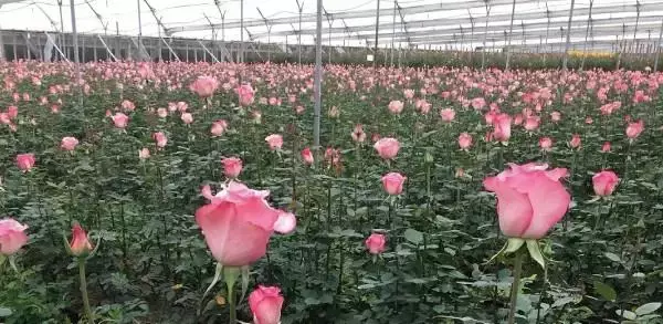 「2026 母の日ギフト特集ページ　ディズニー公式ライセンスの薔薇ギフトなどを展開」の画像