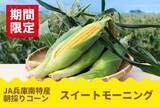 「甘さがぎゅぎゅっと！　毎年大好評の兵庫県産「スイートモーニング」予約開始新たに２Ｌサイズ登場、対象商品早割１０％ＯＦＦも!」の画像1