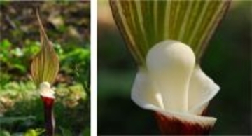 六甲高山植物園 ユニークな姿の人気者「ユキモチソウ」が見頃です！GWのイベントも！