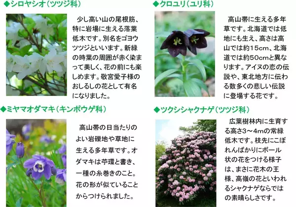 「六甲高山植物園 ユニークな姿の人気者「ユキモチソウ」が見頃です！GWのイベントも！」の画像