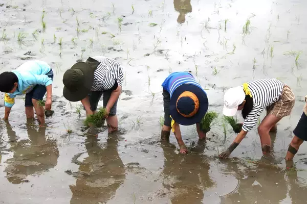 「【テレビ新広島】広島の子どもたちが田植えや稲刈り、収穫を実体験「わんぱく農業体験」の参加小学生を募集」の画像