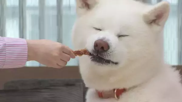 「ペットフードはドギーマン♪からわんちゃん用のおやつ「肉巻きキッチン」シリーズが2月20日に発売！」の画像