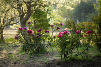 つくば牡丹園「PEONY GARDEN(ピオニー ガーデン) 2026」が4/9(木)～5/24(日)期間限定オープン！グルメや体験企画も実施