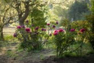 つくば牡丹園「PEONY GARDEN(ピオニー ガーデン) 2026」が4/9(木)～5/24(日)期間限定オープン！グルメや体験企画も実施