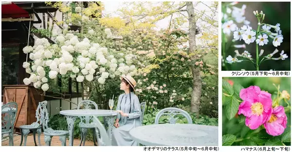 ROKKO森の音ミュージアムSIKIガーデンEarly Summer Season“Concerto”