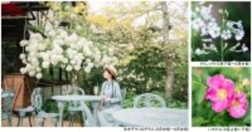 ROKKO森の音ミュージアムSIKIガーデンEarly Summer Season“Concerto”