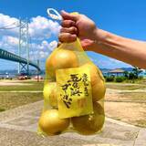 「ちりめんじゃこで育てた「淡路島玉葱 五色浜ゴールド」と「淡路島の生しらす沖漬け」を道の駅あわじ公式通販サイトで販売開始」の画像2