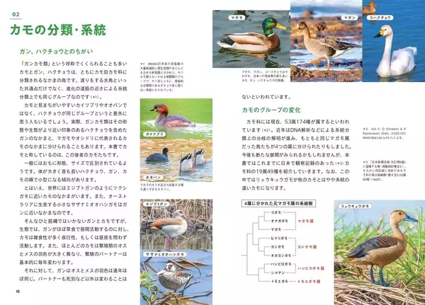 「日本で会える 約50種を美麗写真で一挙紹介！『にっぽんのカモ』が11月10日に発売」の画像