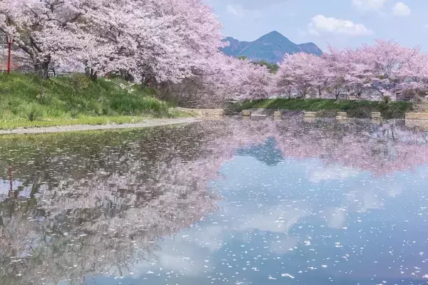 「【奈良の夜桜】川面に映る“逆さ桜”の絶景！ 約600mの桜並木が幻想的に輝く『宇陀川桜並木ライトアップ』開催」の画像