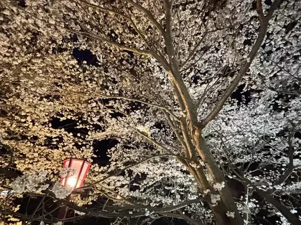 「【奈良の夜桜】川面に映る“逆さ桜”の絶景！ 約600mの桜並木が幻想的に輝く『宇陀川桜並木ライトアップ』開催」の画像