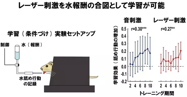 「光で聴覚を呼び起こす「手術が不要な」人工聴覚器の可能性を実証～赤外レーザーによる蝸牛への非接触刺激で、遺伝子操作なしに聴覚を誘導～」の画像