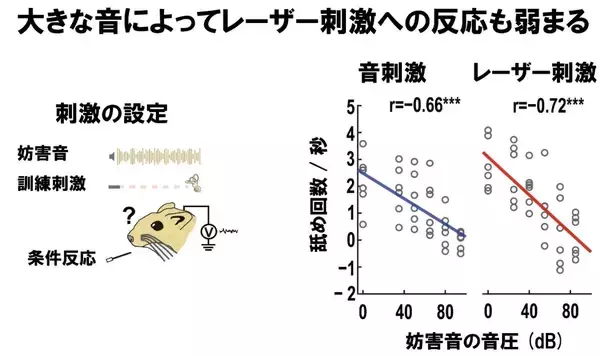 「光で聴覚を呼び起こす「手術が不要な」人工聴覚器の可能性を実証～赤外レーザーによる蝸牛への非接触刺激で、遺伝子操作なしに聴覚を誘導～」の画像