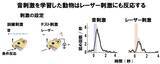 「光で聴覚を呼び起こす「手術が不要な」人工聴覚器の可能性を実証～赤外レーザーによる蝸牛への非接触刺激で、遺伝子操作なしに聴覚を誘導～」の画像4